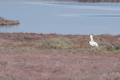 Pelecanus crispus