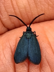 Turneriprocris dolens