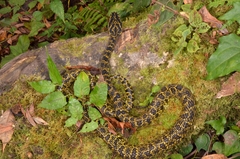 Protobothrops jerdonii