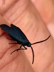Turneriprocris dolens
