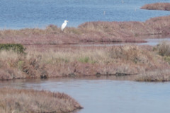 Ardea alba
