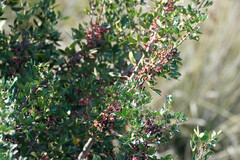 Pistacia lentiscus