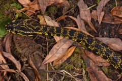 Protobothrops jerdonii