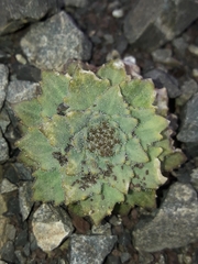 Notothlaspi rosulatum