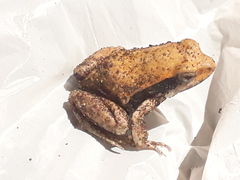 Physalaemus fischeri