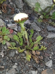 Leptinella pyrethrifolia