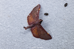 Hypsopygia pelasgalis