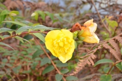 Hypericum lanceolatum
