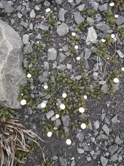 Leptinella pyrethrifolia