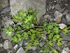 Gingidia decipiens