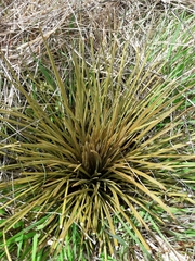 Aciphylla subflabellata