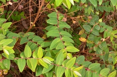 Hypericum lanceolatum