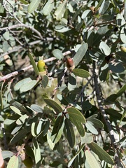 Quercus oblongifolia