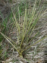 Aciphylla subflabellata