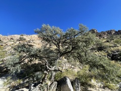 Quercus oblongifolia