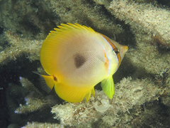 Chaetodon aureofasciatus