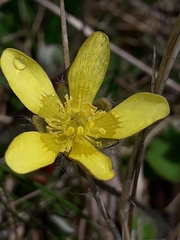 Ranunculus multiscapus