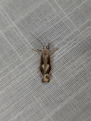 Plectophila discalis