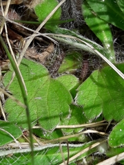 Ranunculus multiscapus