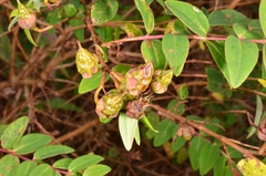 Hypericum lanceolatum