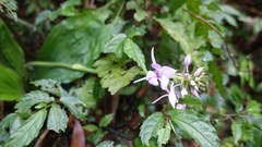 Calanthe masuca