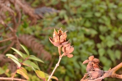 Hypericum lanceolatum