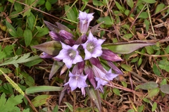 Gentianinae