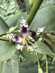 Swertia shintenensis