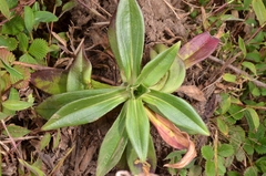 Gentianinae