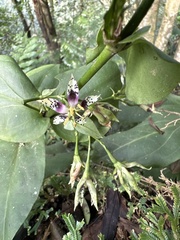 Swertia shintenensis