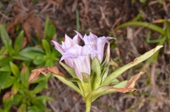 Gentianinae