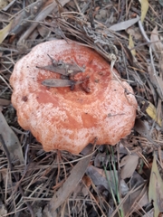 Lactarius deliciosus