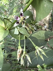 Swertia shintenensis