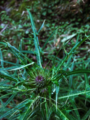 Cirsium tatakaense