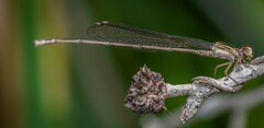 Pseudagrion ignifer
