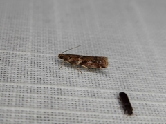 Ephestiopsis oenobarella