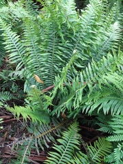 Blechnum nudum