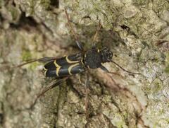 Xylotrechus antilope