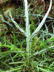 Cirsium tatakaense