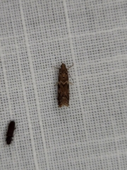 Ephestiopsis oenobarella