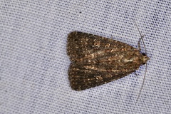 Hypoperigea tonsa