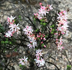 Calytrix alpestris