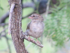 Arremonops rufivirgatus