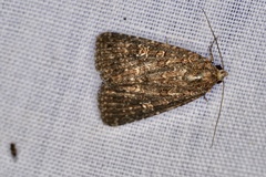 Hypoperigea tonsa