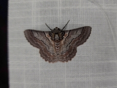 Hypobapta tachyhalotaria