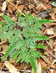 Adiantum formosum
