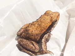 Physalaemus fischeri