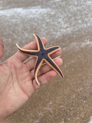 Astropecten articulatus