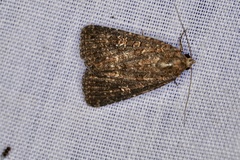 Hypoperigea tonsa
