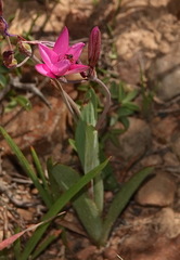 Hesperantha pauciflora